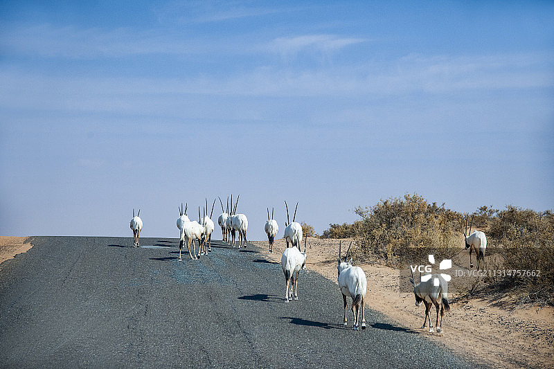 迪拜沙漠保护景区公路上行走的一群羚羊图片素材