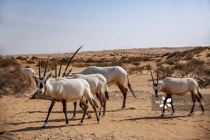 迪拜沙漠保护景区公路上行走的一群羚羊图片素材