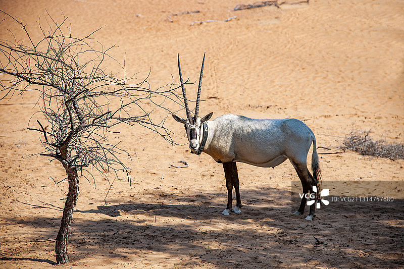 迪拜沙漠保护景区公路上行走的一群羚羊图片素材