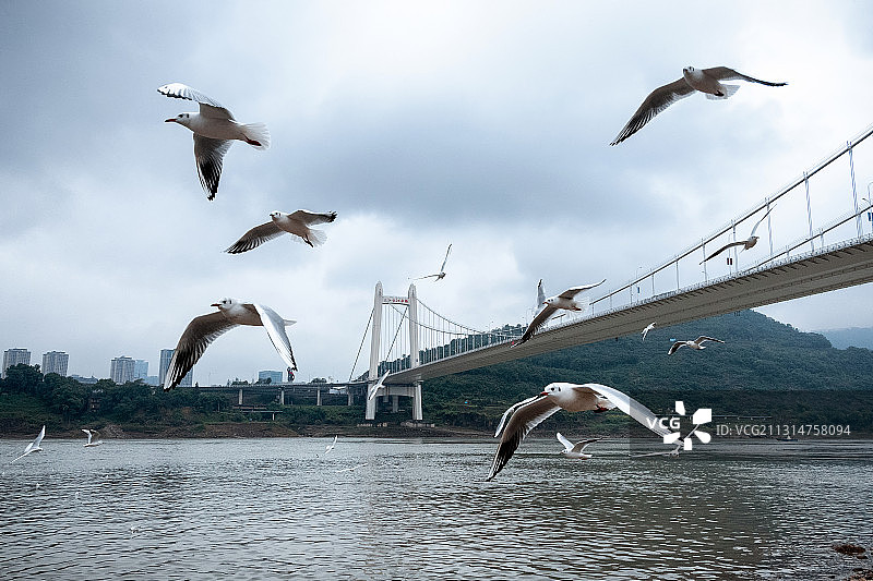 重庆江津长江大桥下的红嘴鸥图片素材