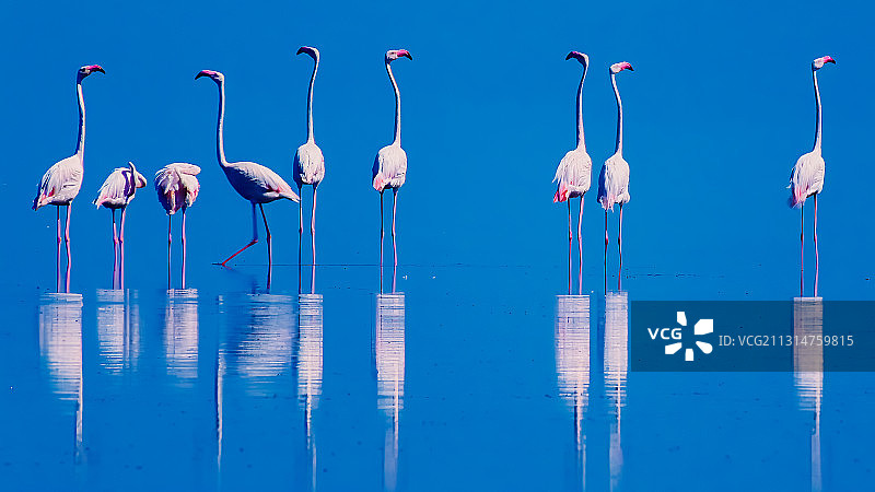 火烈鸟图片素材