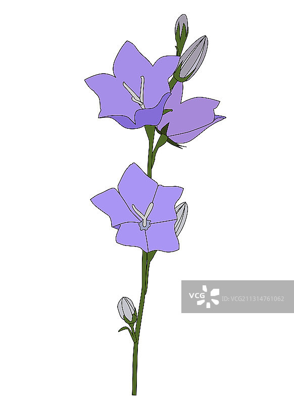 白色背景上的手绘风铃草图片素材