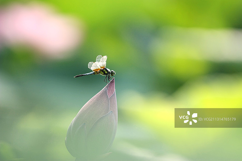 小荷才露尖尖角图片素材