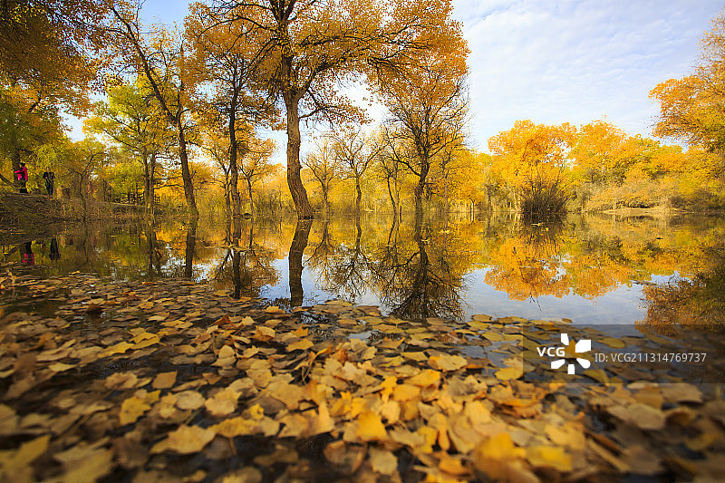 胡杨秋色图片素材