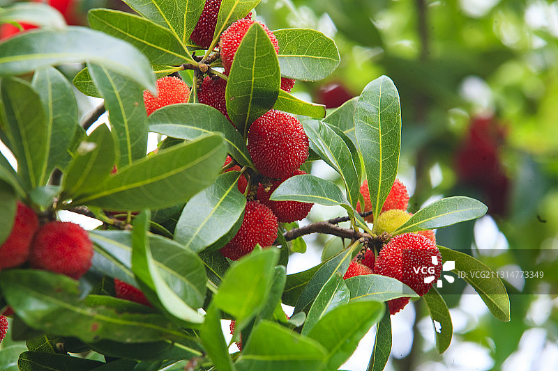 杨梅图片素材