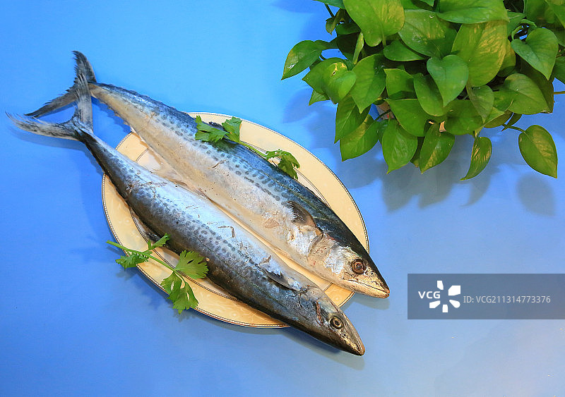 马鲛鱼图片素材