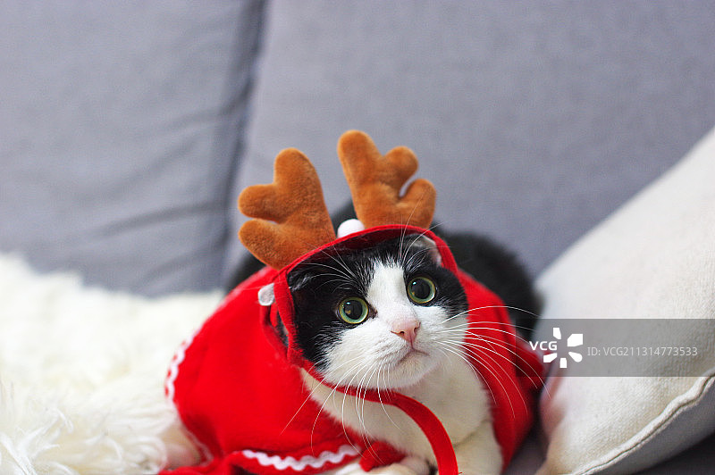 猫咪的圣诞照片图片素材