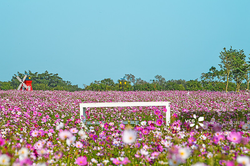 千亩格桑花绽放如仙境超唯美图片素材