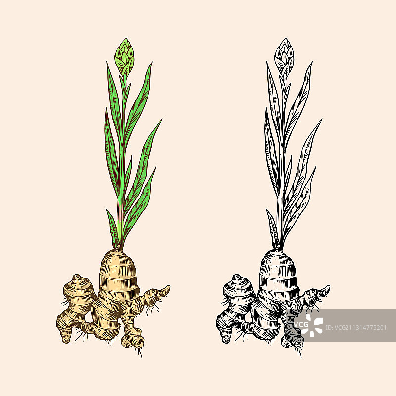 切碎的生姜根茎新鲜植物图片素材