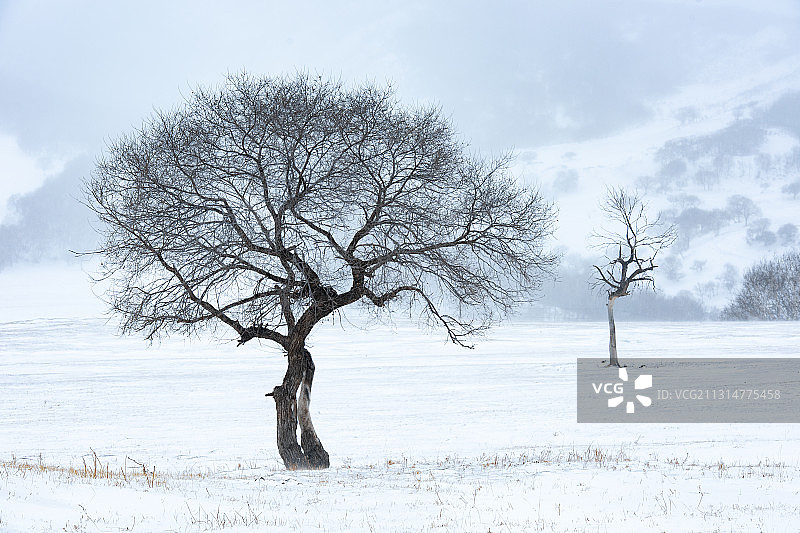 冬季内蒙古自治区锡林郭勒盟太仆寺旗雪后白雪覆盖的山坡枯树雪景图片素材