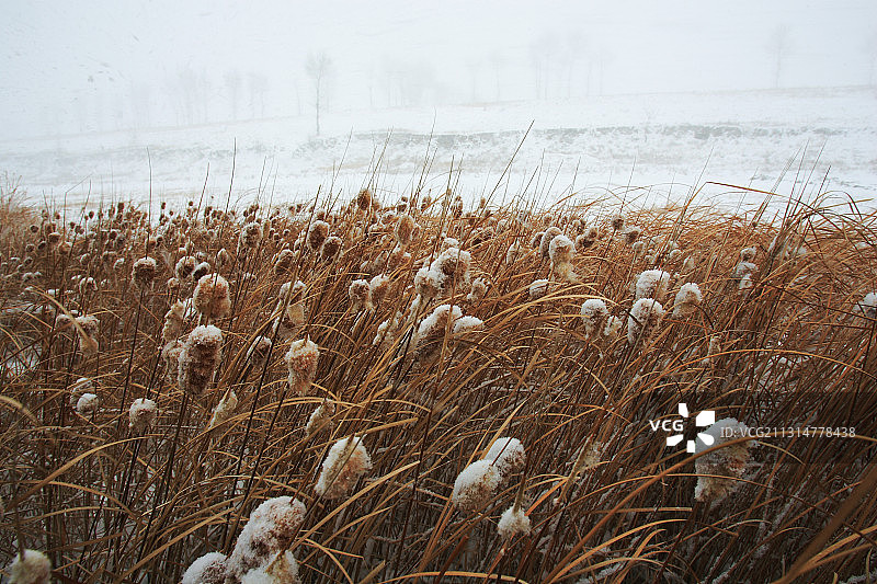吉林省前郭县查干湖芦花雪景图片素材