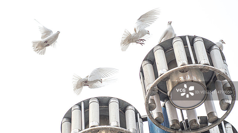 放飞心情（乌鲁木齐铁路局公园，游客观赏优雅飞舞的鸽子）图片素材