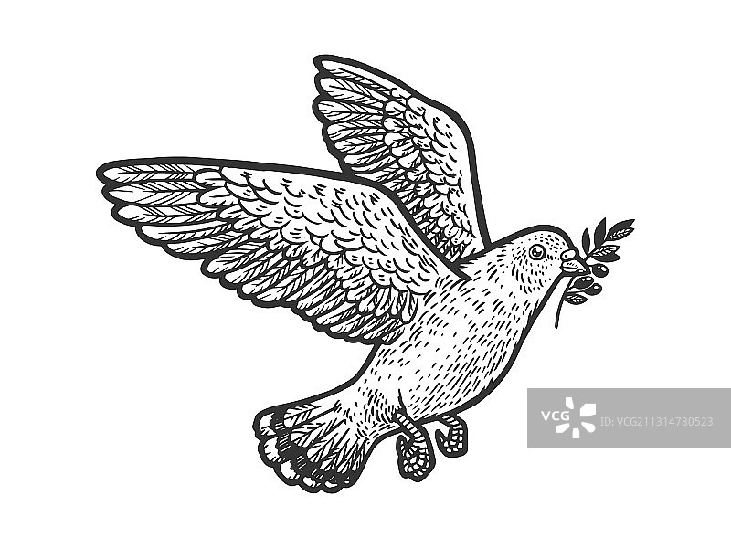 带橄榄枝的鸽子草图图片素材