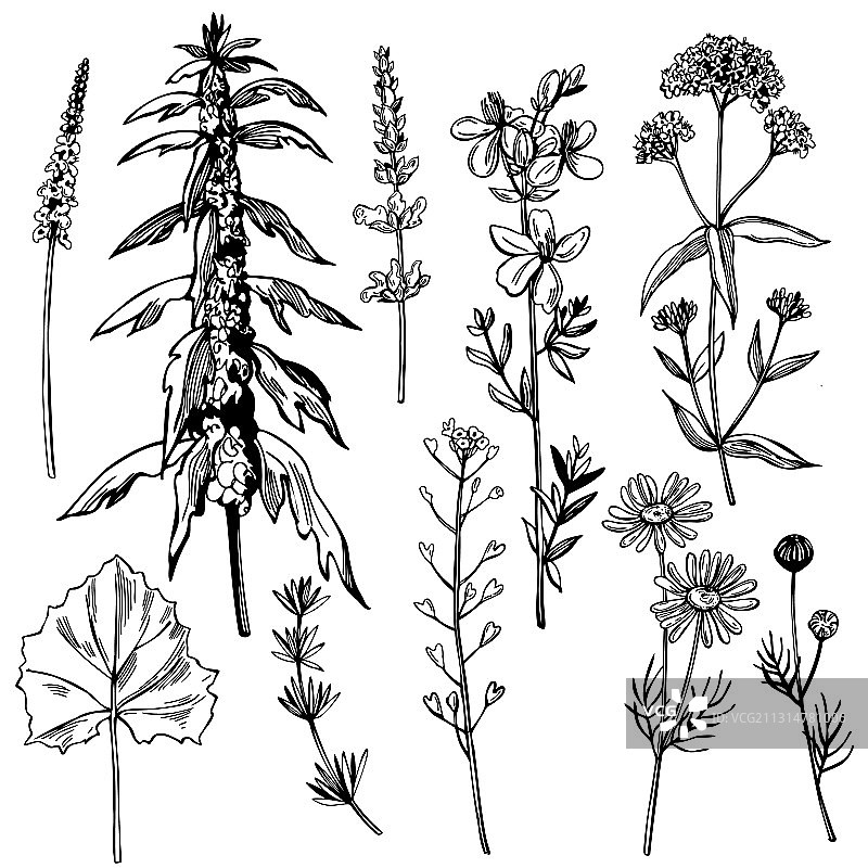 手绘药草草图图片素材