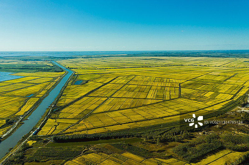 航拍黑龙江大庆市杜尔伯特县南引水渠边丰收的水稻田图片素材
