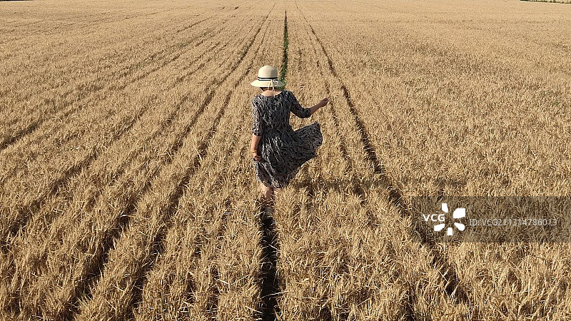 麦黄季图片素材