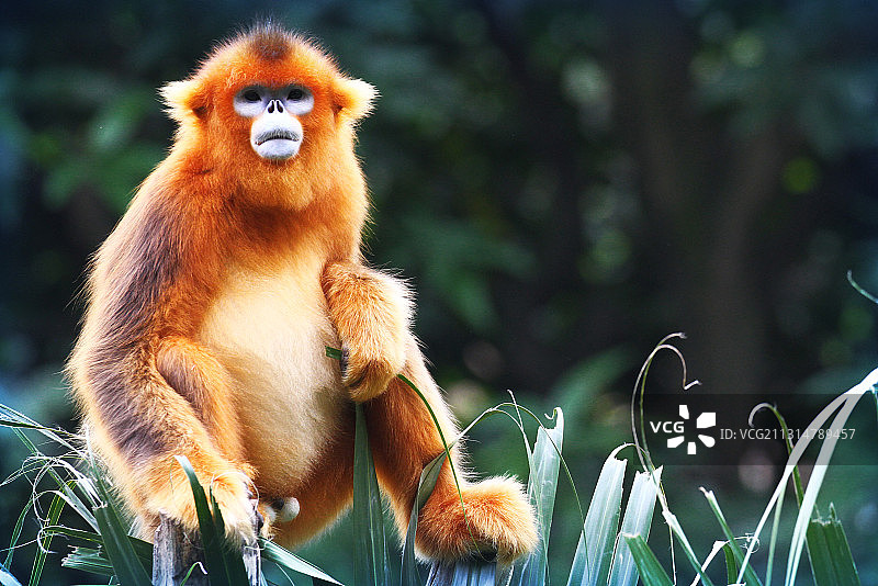 金丝猴 长隆野生动物园图片素材