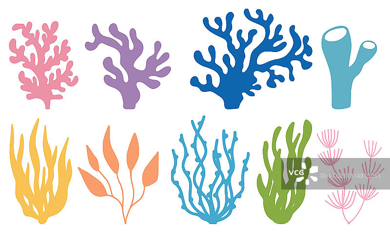 彩色珊瑚和海藻素材图片素材