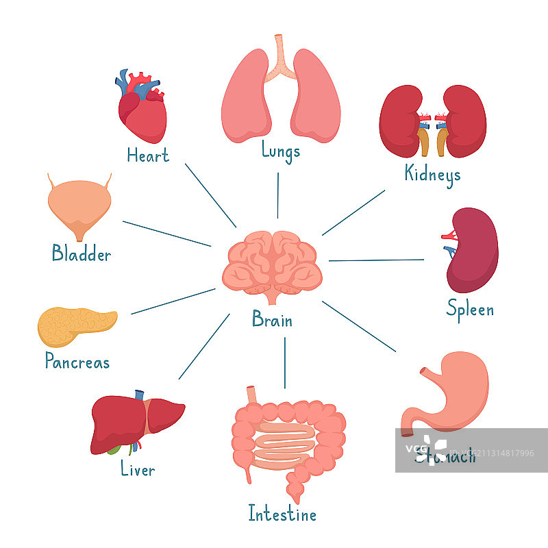人体内部器官图片素材
