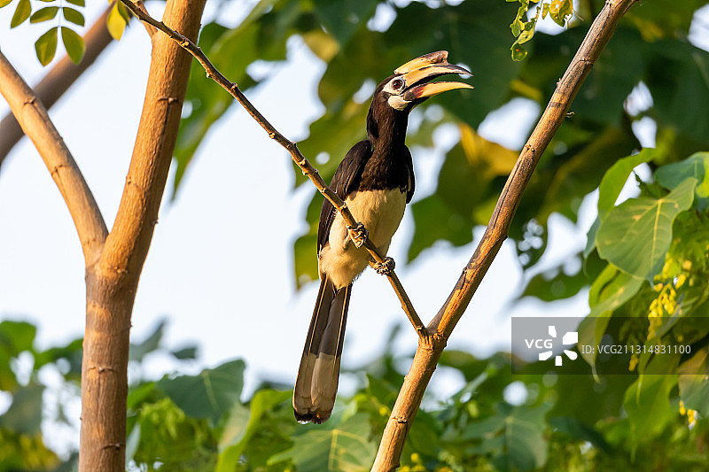 生活在开阔森林边缘的珍稀冠斑犀鸟图片素材