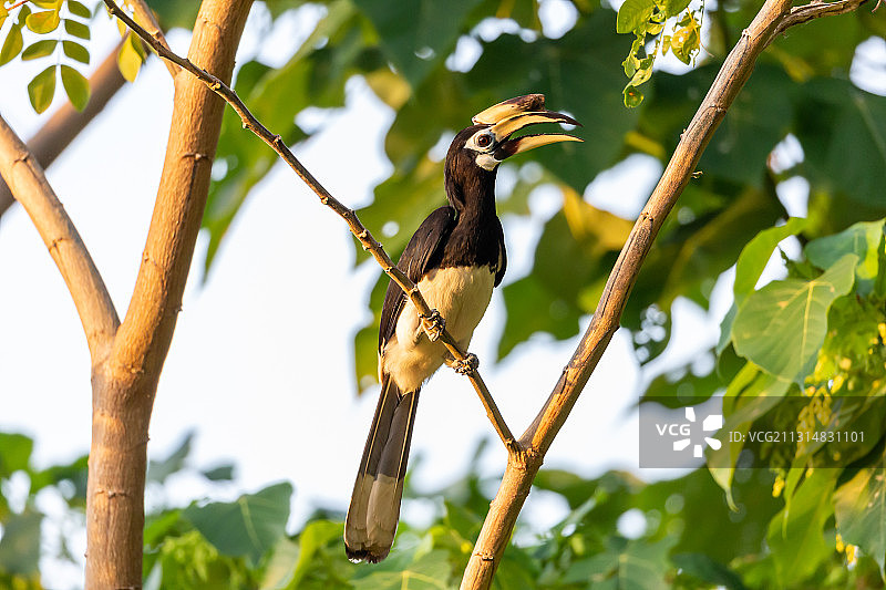 生活在开阔森林边缘的珍稀冠斑犀鸟图片素材