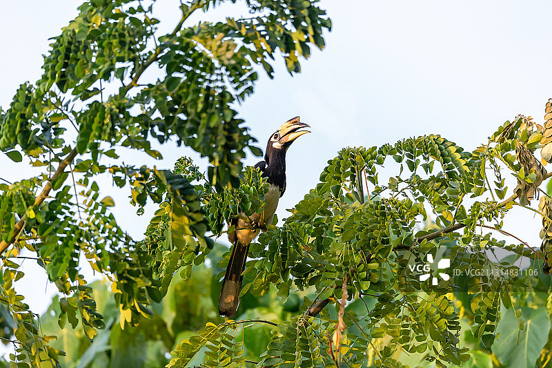 生活在开阔森林边缘的珍稀冠斑犀鸟图片素材