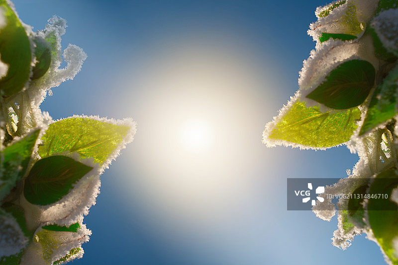 逆光下蓝天衬托的挂着雪花的树叶图片素材