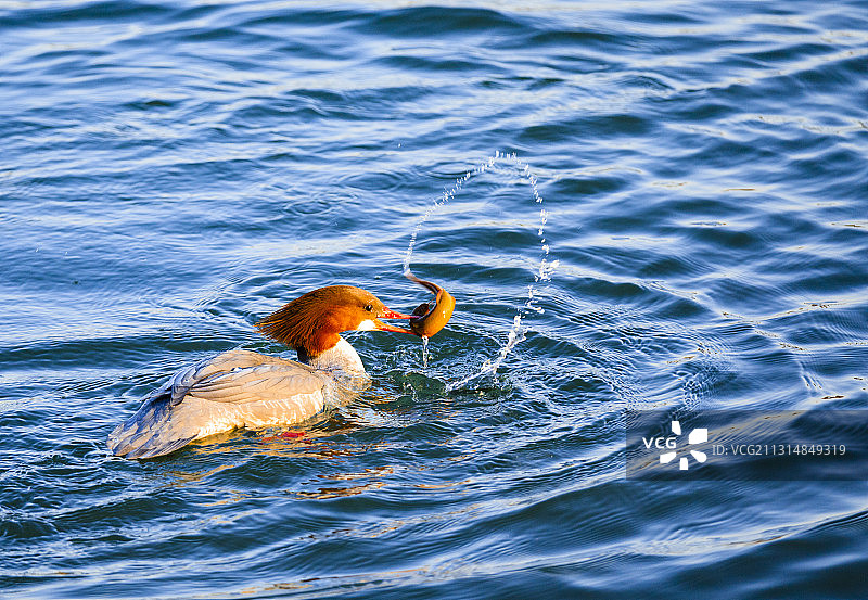 秋沙鸭的快乐图片素材