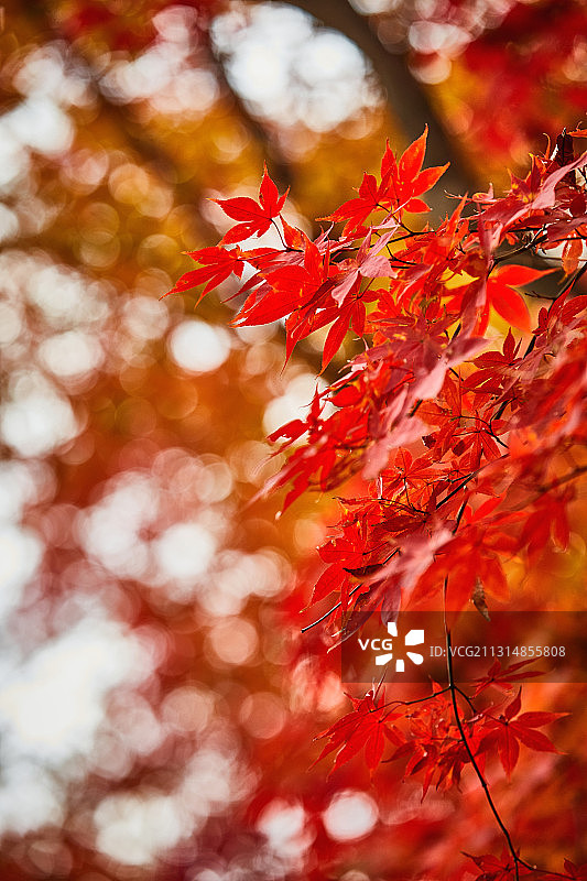 秋季枫叶季风光图片素材