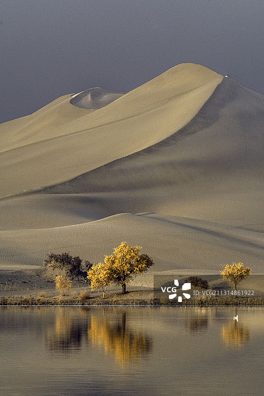 新疆葫芦岛胡杨图片素材