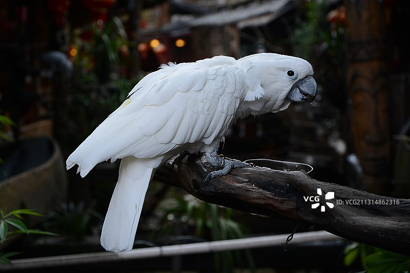 葵花凤头鹦鹉图片素材