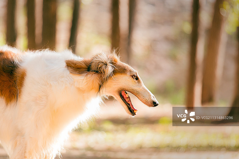 苏俄猎狼犬图片素材