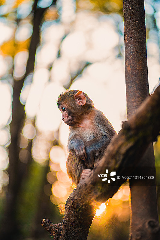 猴儿真可爱图片素材