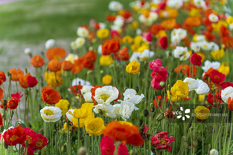 遍地盛开的虞美人图片素材