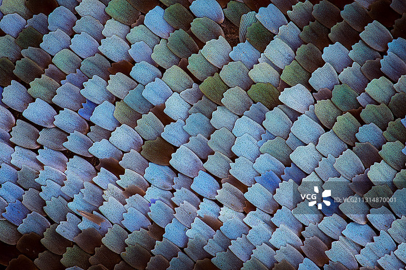 华庆锦斑蛾鳞片图片素材