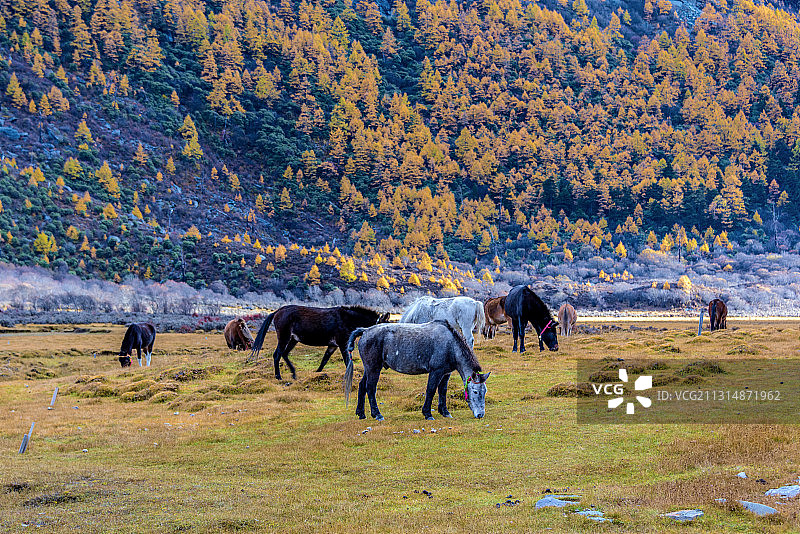 中国四川省甘孜州稻城亚丁洛绒牛场图片素材