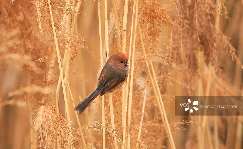 棕头鸦雀图片素材