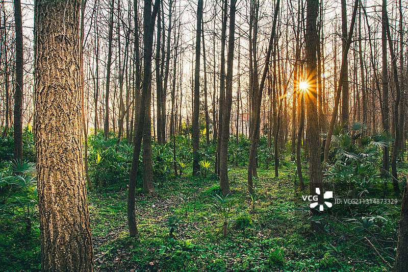 密林余晖图片素材