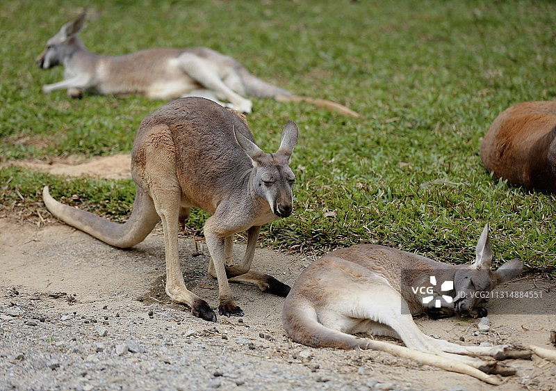 中国广东长隆野生动物园可爱的野生动物图片素材