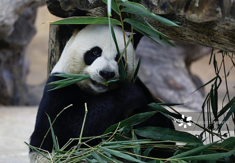 中国广东长隆野生动物园可爱的野生动物图片素材