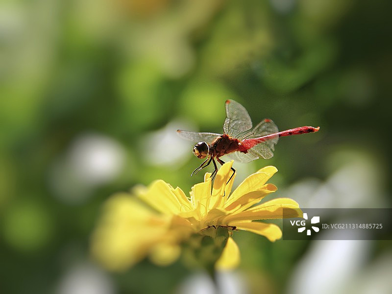 红蜻蜓图片素材