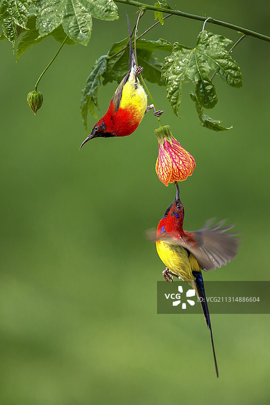 黄腰太阳鸟（7）图片素材