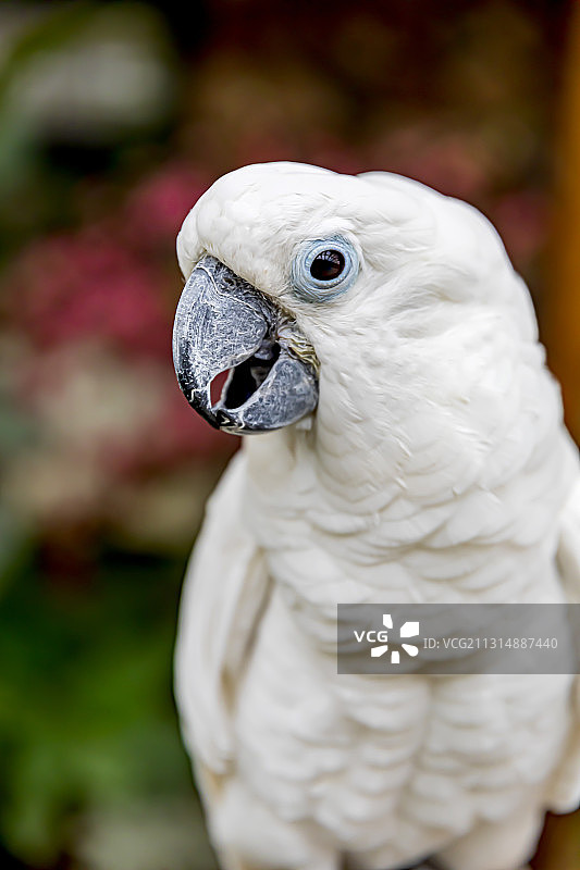 这是一只会学话的。人们喜爱的，白色的鸟鹦鹉。图片素材
