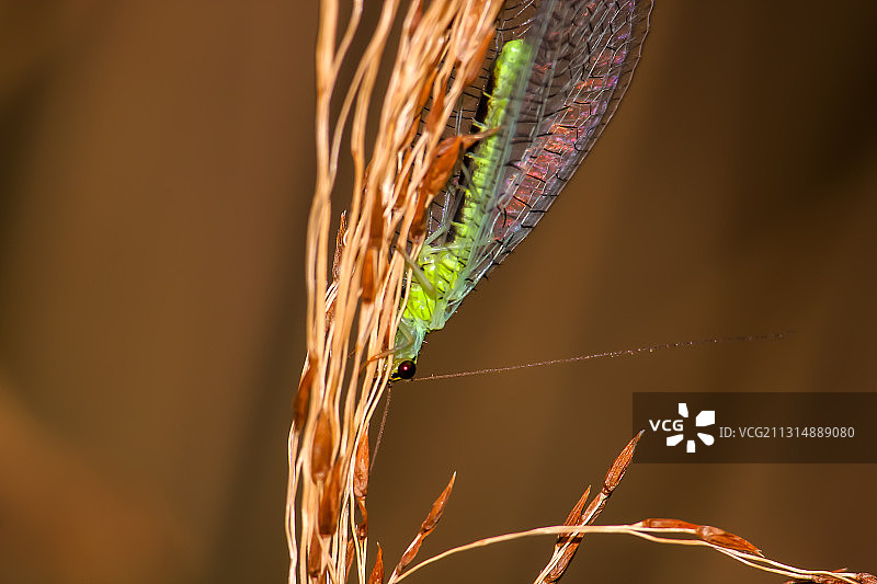 昆虫绿色草蜻蛉特写图片素材