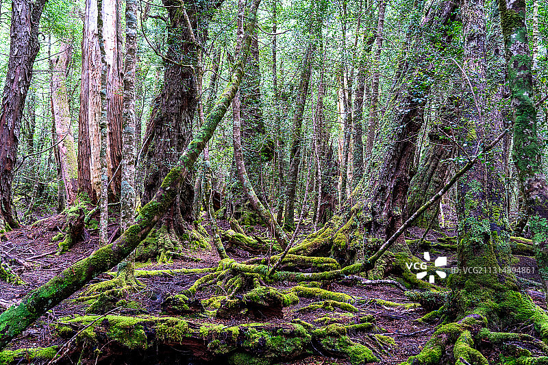 澳洲 热带雨林 植物 自然 徒步图片素材