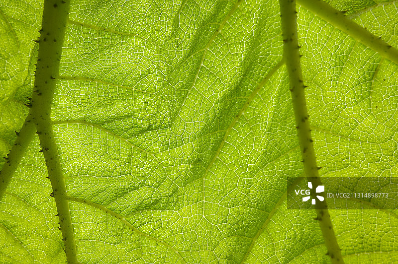 大王叶片图片素材