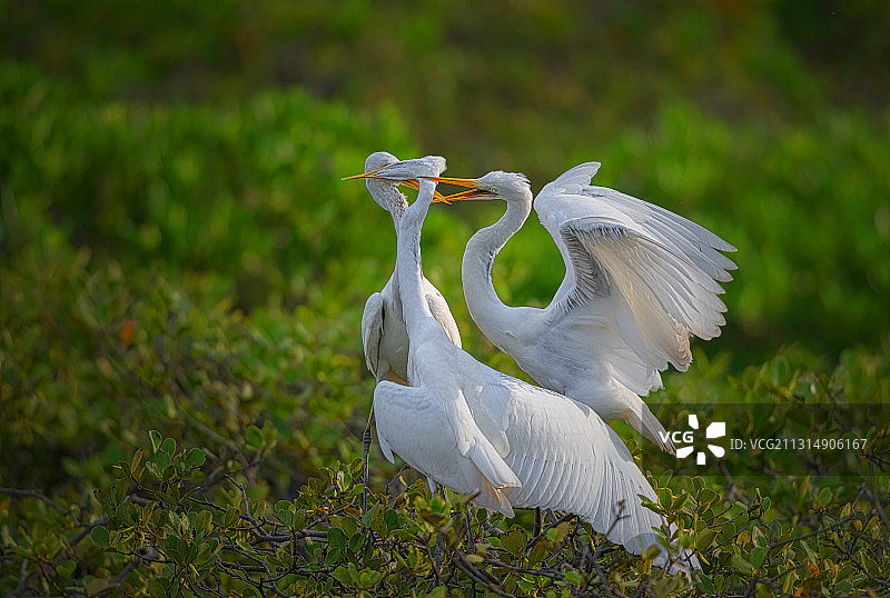 白鹭的三角恋图片素材