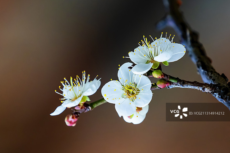 流溪香雪，白梅，从化图片素材