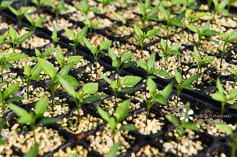 山东枣庄家庭农场育苗床上茁壮生长的辣椒苗图片素材