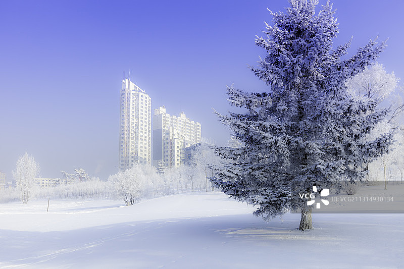 寒江玉树琼花开图片素材